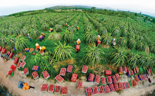 5 tấn thanh long ruột đỏ sắp lên đường sang Úc