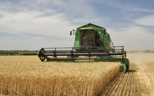 Giá lúa mì tăng nhẹ do lo ngại thiếu hụt nguồn cung trên toàn cầu