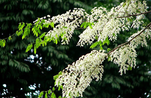 Mộng mơ hoa sưa trắng tháng Ba