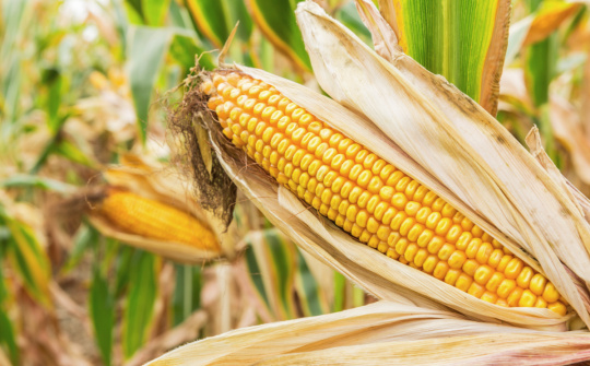 Giá nông sản biến động nhẹ, thị trường tiếp tục quan sát diễn biến dịch virus Covid-19