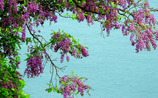 “Lên rừng xuống biển” khám phá bán đảo Sơn Trà Đà Nẵng