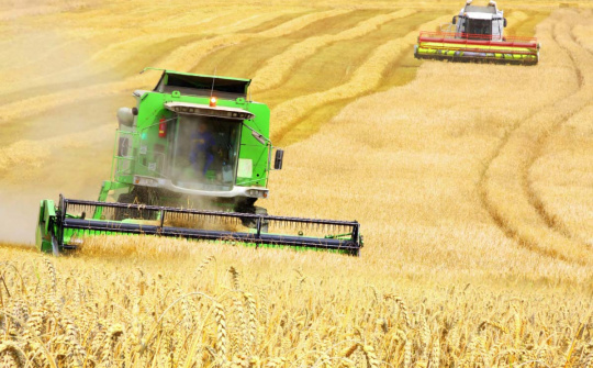 TT nông sản 28/2/2020: Đại dịch Covid-19 kéo giá lúa mì giảm mạnh nhất kể từ tháng 7/2019