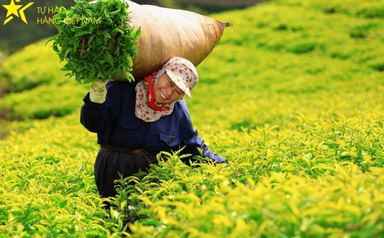 Phân bón Văn Điển: Niềm tin của người trồng chè Phú Thọ