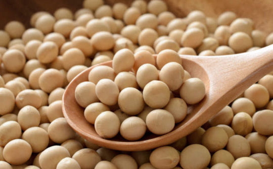 Đậu tương tăng giá phiên thứ hai liên tiếp sau khi Hoa Kỳ bán lượng lớn đậu tương sang Ai Cập