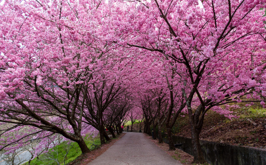 Lưu dấu thanh xuân với 4 trải nghiệm du xuân đáng nhớ tại Đài Loan