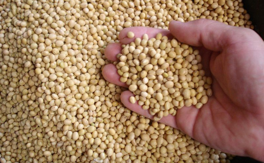 Giá đậu tương tăng phiên thứ hai khi Trung Quốc đẩy mạnh thu mua