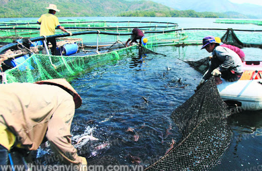 Thực trạng và giải pháp phát triển nuôi cá lồng trên địa bàn tỉnh Phú Thọ