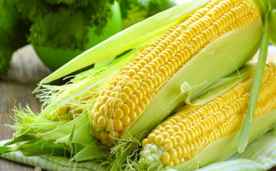 Mô hình hóa sự ảnh hưởng của các yếu tố nhiệt độ, hoạt độ nước lên sự sinh trưởng của Fusarium Napiforme ứng dụng trong bảo quản ngô