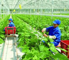 Nghiên cứu các khó khăn, rào cản khi khởi nghiệp từ nông nghiệp xanh  và đề xuất giải pháp khắc phục