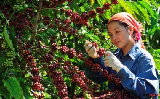 Nâng số lượng bảo hộ chỉ dẫn địa lý ở các thị trường xuất khẩu chủ lực