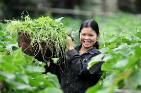 Nghiên cứu nhân tố ảnh hưởng đến quản lý chuỗi cung ứng rau an toàn tiêu thụ ở Hà Nội