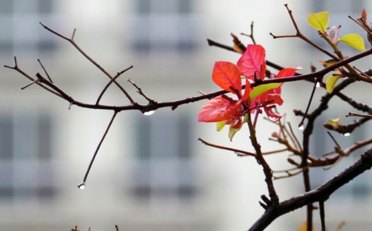 Thời tiết 17-3: Bắc bộ đêm và sáng trời lạnh, vùng núi chuyển mưa rét