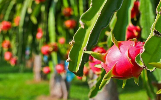 Nông sản Việt tăng xuất khẩu sang Nhật