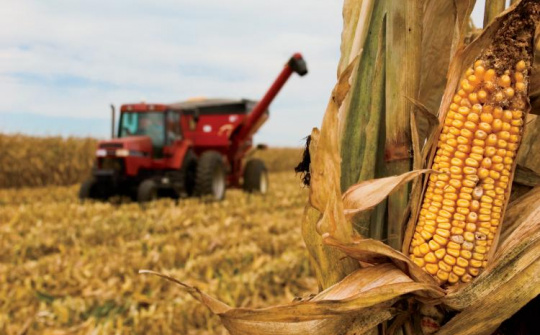 Diễn biến giá nông sản thế giới ngày 25/3