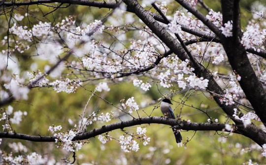 Vũ Hán đang hồi xuân