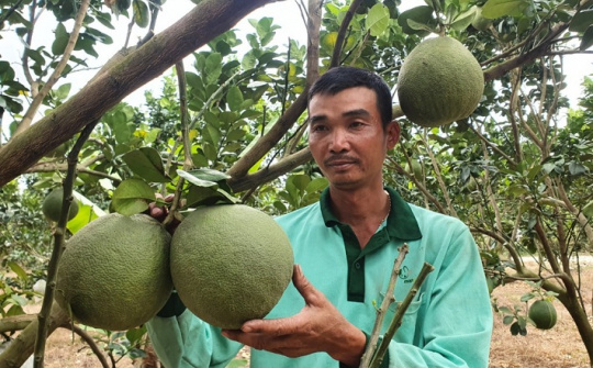 Khánh Hòa: Đưa bưởi da xanh Khánh Vĩnh thành cây trồng chủ lực