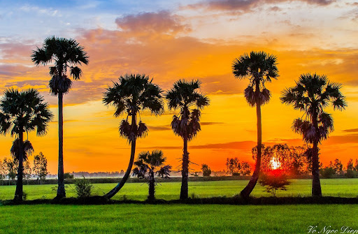 Khảo sát hoạt tính kháng oxi hóa của cao chiết methanol vỏ trái thốt nốt (Borassus flabellifer L.)