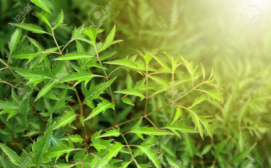 Nghiên cứu quá trình trích ly saponin triterpenoid tổng từ lá đinh lăng với sự hỗ trợ của enzyme cellulase