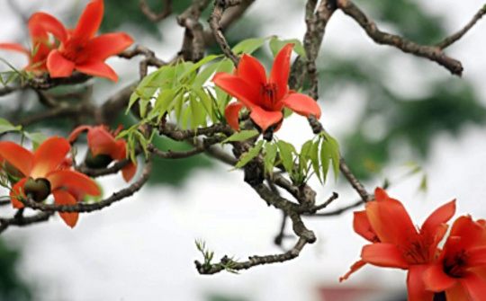 Thời tiết 9-3: Hà Nội nắng đẹp ngày đầu tuần