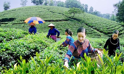 Xây dựng và thực thi chính sách giảm nghèo bền vững - Trường hợp điển hình tại Quận 6, Thành phố Hồ Chí Minh