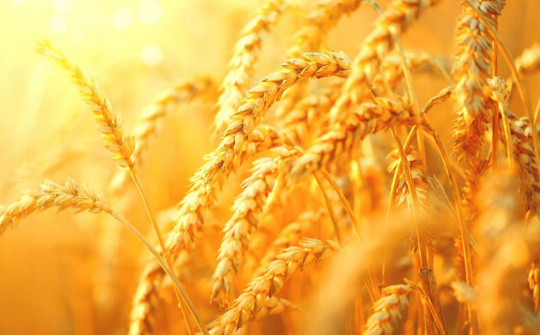 Nga cấm xuất khẩu một số mặt hàng thực phẩm do đại dịch COVID-19