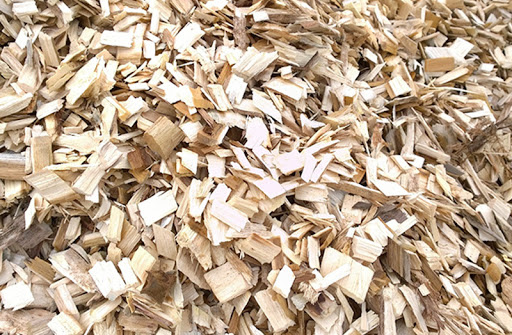 Sản xuất chế phẩm sinh học để phân hủy nhựa cây trong dăm mảnh gỗ keo, bạch đàn