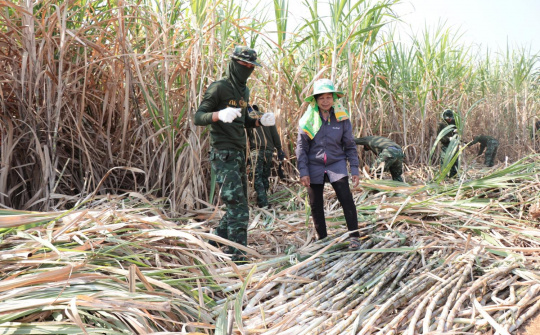 Ban hành bản câu hỏi vụ điều tra chống lẩn tránh đối với đường mía Thái Lan