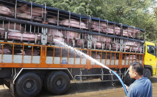 Phát hiện hàng trăm con lợn không rõ nguồn gốc được tiêu thụ tại Ngệ An