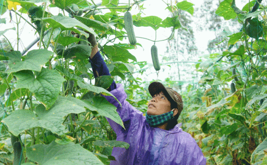 61,6% số HTX có dưới 10 lao động