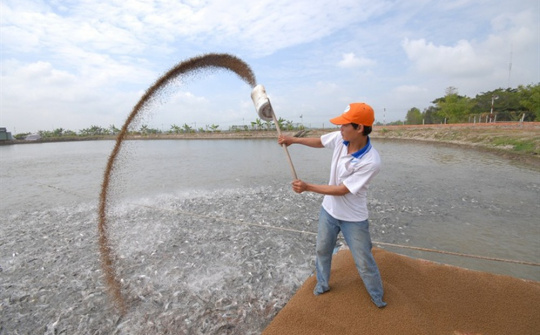 Xuất khẩu cá tra tìm hướng “giải tỏa công suất” sản lượng nuôi