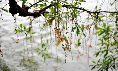 Thời tiết 7-4: Bắc bộ tiếp tục mưa lạnh trên diện rộng