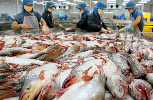 Giữa đại dịch Covid-19, xuất khẩu cá tra đón nhận những tín hiệu lạc quan