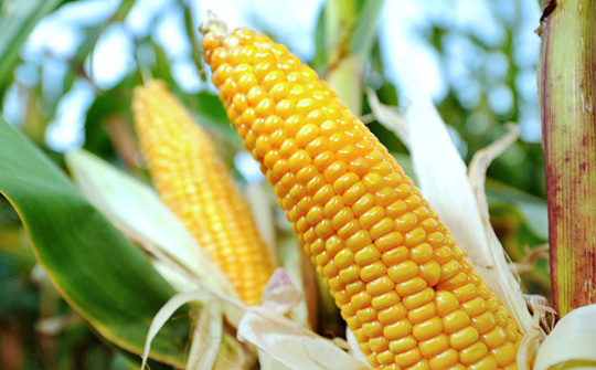 Diễn biến giá nông sản thế giới ngày 7/4