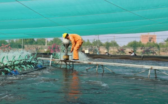 Ở “thủ phủ” nuôi tôm, điện luôn đi trước một bước