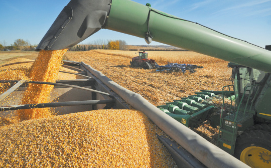 Giá ngô tăng trở lại sau 2 phiên giảm liên tiếp