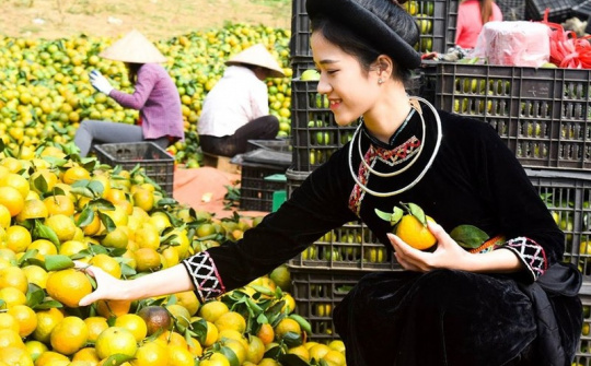 3 ưu điểm vượt trội Phân bón Văn Điển mang lại cho trái cam sành Tuyên Quang