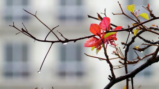 Thời tiết 11-5: Bắc bộ giảm nhiệt, đề phòng mưa dông trên diện rộng