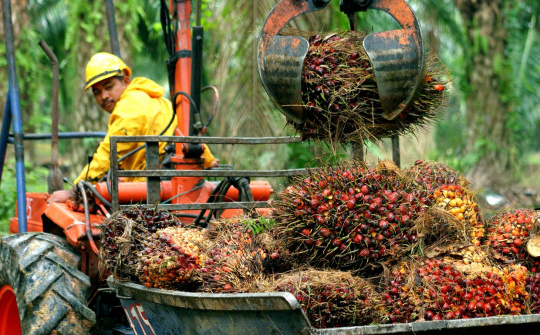 Malaysia giảm thuế xuất khẩu dầu cọ về mức 0%