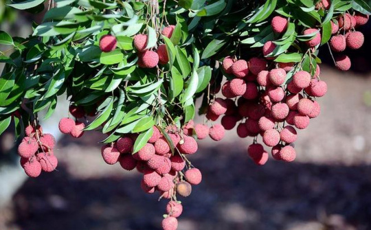 Bộ Công Thương: Sẵn sàng các phương án, hỗ trợ xúc tiến tiêu thụ vải thiều