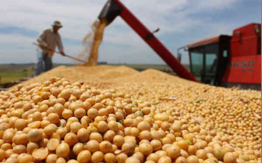 Đồng USD suy yếu nâng đỡ đậu tương tăng giá trở lại