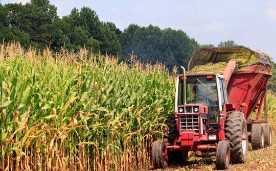 Giá ngô tăng khi triển vọng niên vụ ngô 2019/2020 giảm xuống