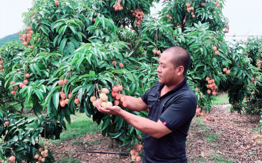 Hơn 300 thương nhân Trung Quốc  được phép nhập cảnh thu mua vải thiều