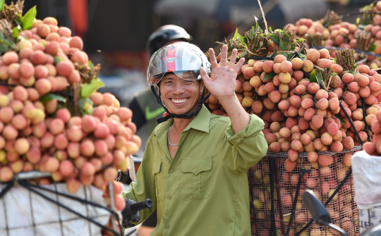 30 tấn vải thiều Bắc Giang sắp lên tàu sang Mỹ