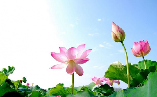 Thời tiết 22-6: Bắc bộ bước vào ngày nắng nóng đỉnh điểm