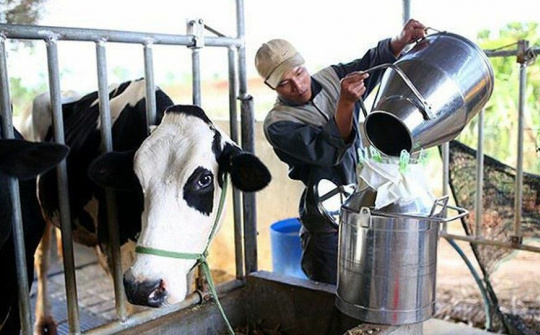 Việt Nam có thêm 2 công ty xuất khẩu sản phẩm sữa sang Trung Quốc