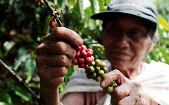 Giá cà phê Robusta Việt Nam ổn định bất chấp nguồn cung trên thị trường ở mức yếu