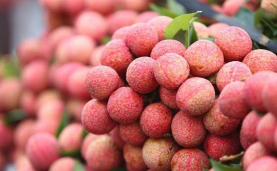 Người dân Singapore "phải lòng" trái vải thiều Việt Nam từ cái nhìn đầu tiên