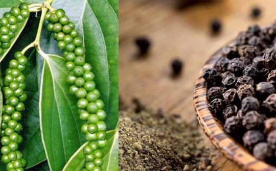 Bộ Công Thương nỗ lực hỗ trợ doanh nghiệp giải quyết khó khăn do Nepal tạm ngừng nhập khẩu hồ tiêu