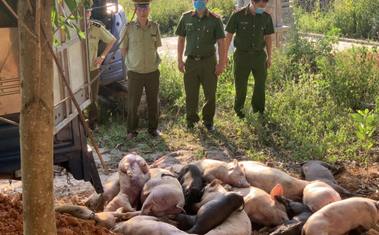 Bắc Giang: Ngăn chặn kịp thời dịch tả lợn Châu Phi đang xâm nhập vào địa bàn tỉnh