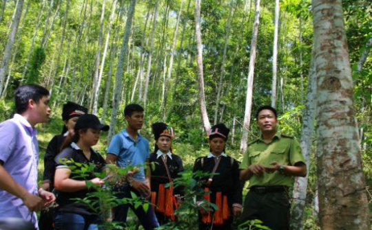 5 tiêu chí chuyển mục đích sử dụng rừng tự nhiên sang mục đích khác